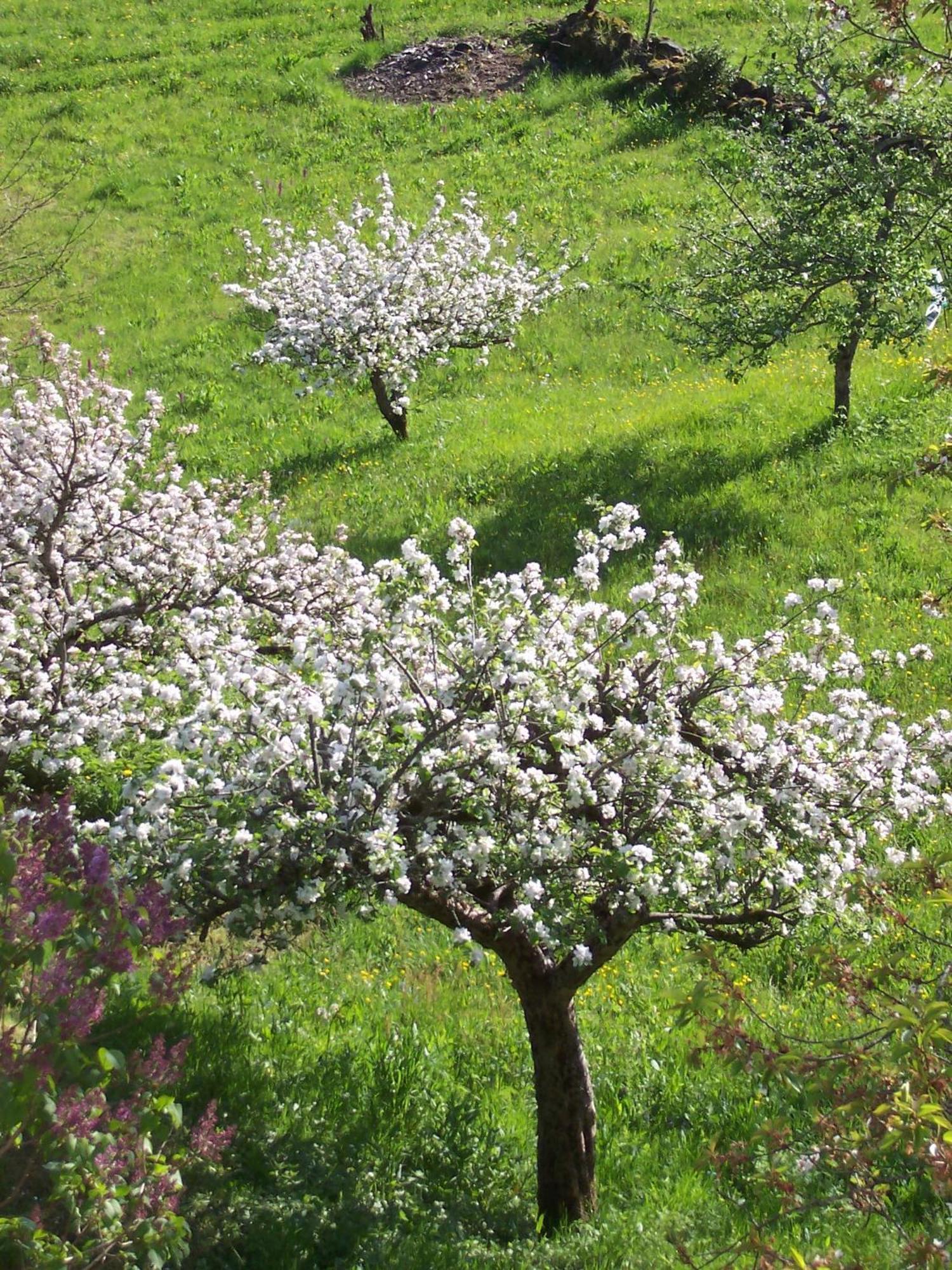 Auberge Hotel De Tournemire - Cantal מראה חיצוני תמונה